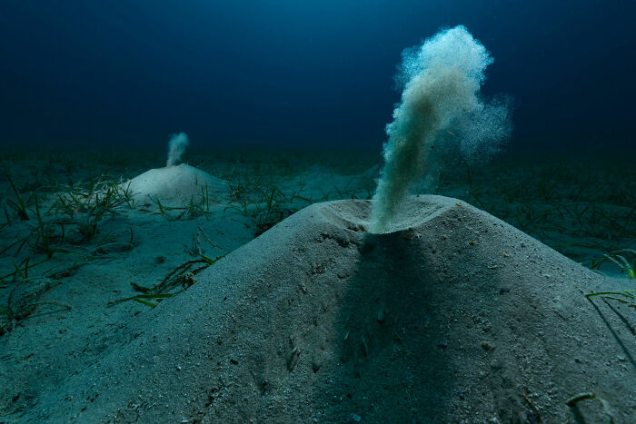20 Incredible Wildlife Moments Captured By This Year’s European Winners