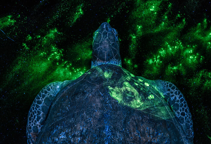 20 Incredible Wildlife Moments Captured By This Year’s European Winners