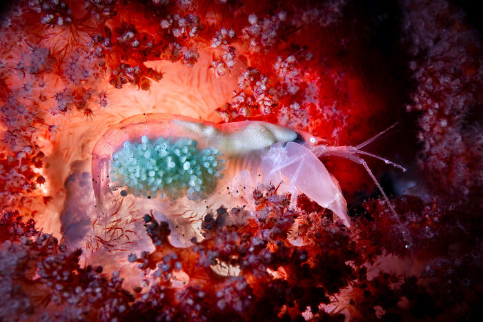 20 Incredible Wildlife Moments Captured By This Year’s European Winners