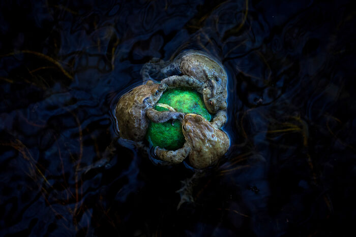 20 Incredible Wildlife Moments Captured By This Year’s European Winners
