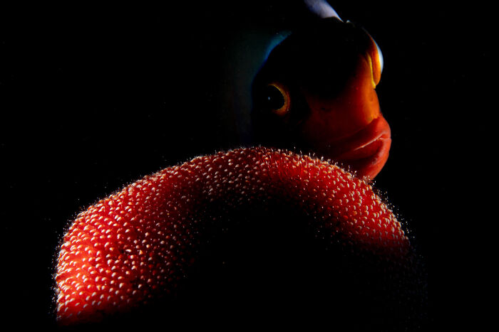 20 Incredible Wildlife Moments Captured By This Year’s European Winners