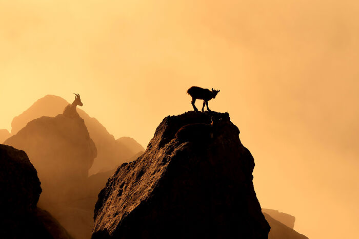 20 Incredible Wildlife Moments Captured By This Year’s European Winners