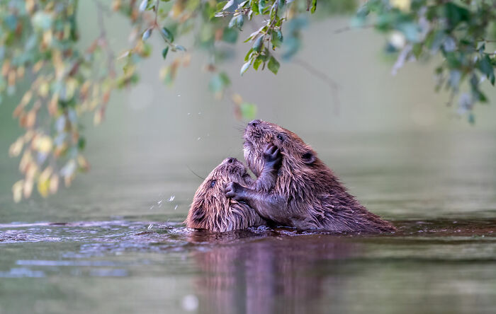 20 Incredible Wildlife Moments Captured By This Year’s European Winners