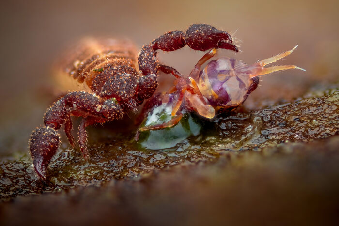 20 Incredible Wildlife Moments Captured By This Year’s European Winners