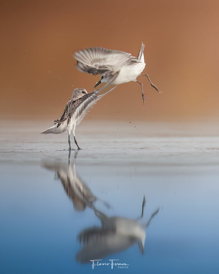 This Photographer Captured 40 Breathtaking Shots Of Wildlife