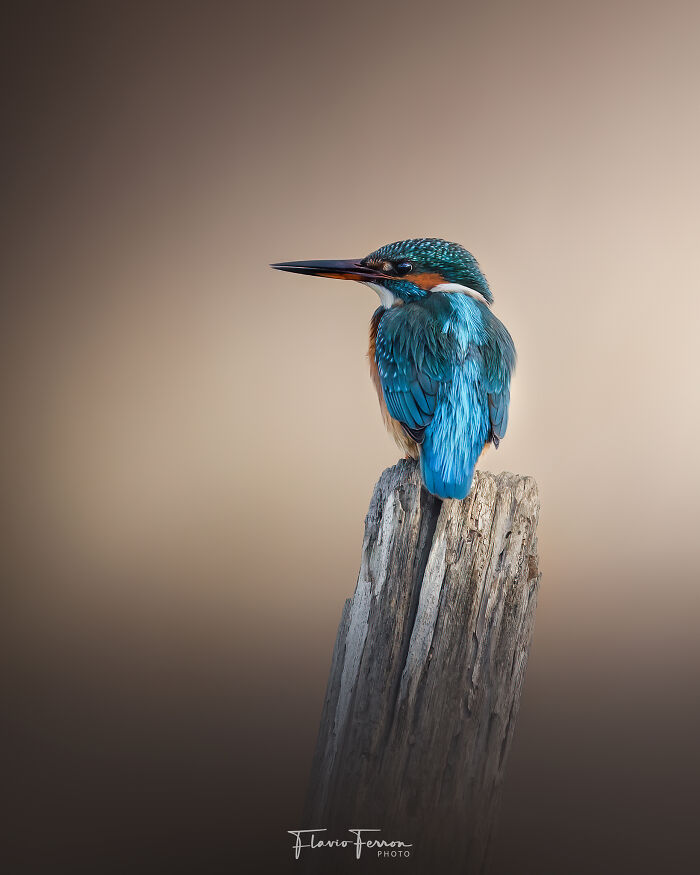 This Photographer Captured 40 Breathtaking Shots Of Wildlife