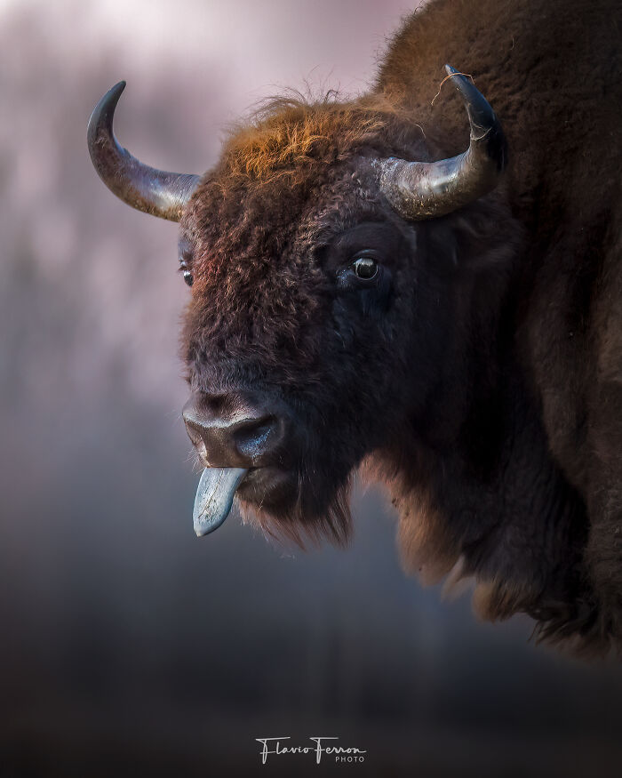 This Photographer Captured 40 Breathtaking Shots Of Wildlife