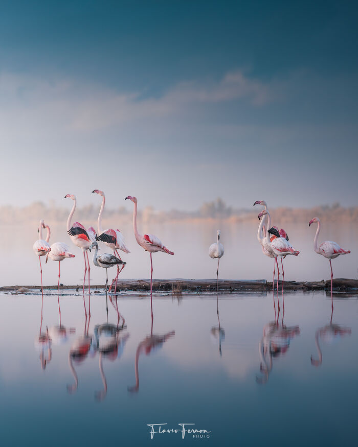 This Photographer Captured 40 Breathtaking Shots Of Wildlife