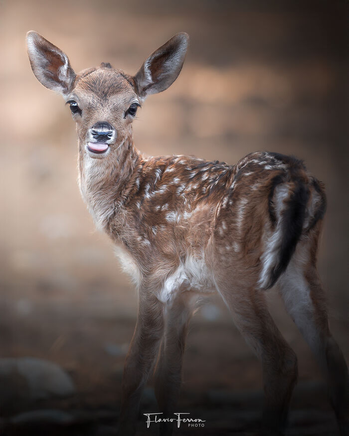 This Photographer Captured 40 Breathtaking Shots Of Wildlife