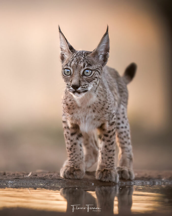 This Photographer Captured 40 Breathtaking Shots Of Wildlife