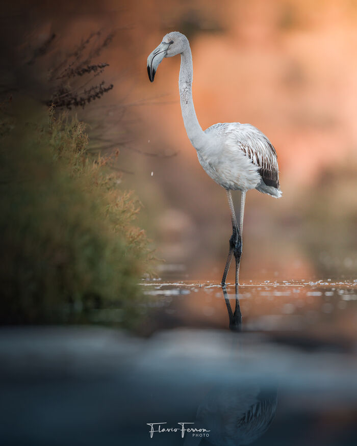 This Photographer Captured 40 Breathtaking Shots Of Wildlife