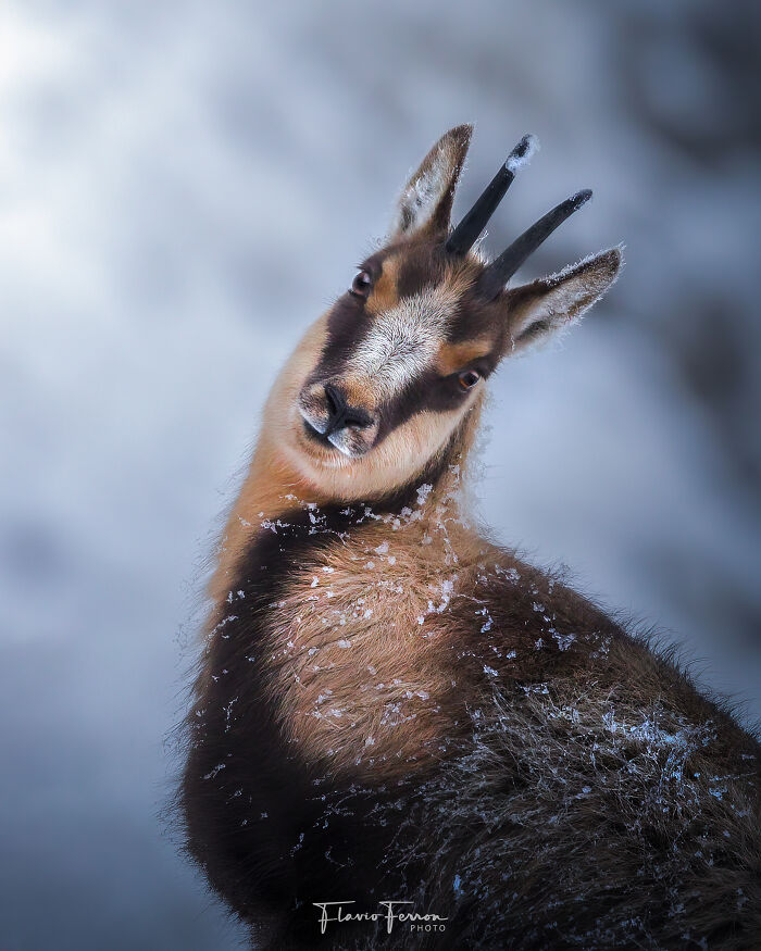 This Photographer Captured 40 Breathtaking Shots Of Wildlife