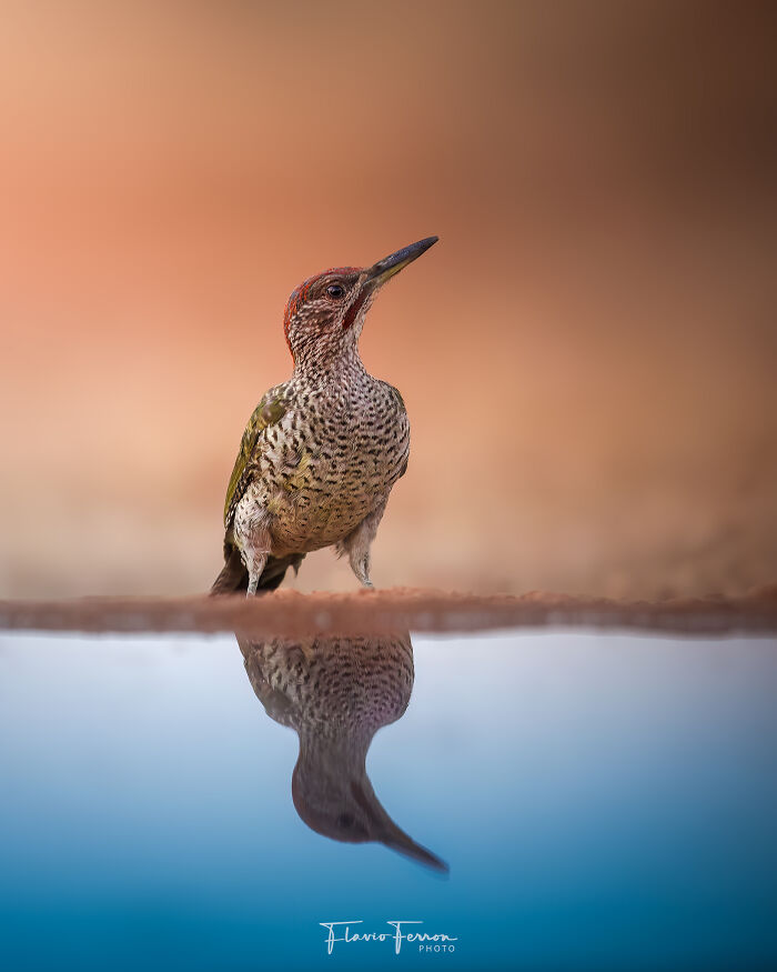 This Photographer Captured 40 Breathtaking Shots Of Wildlife