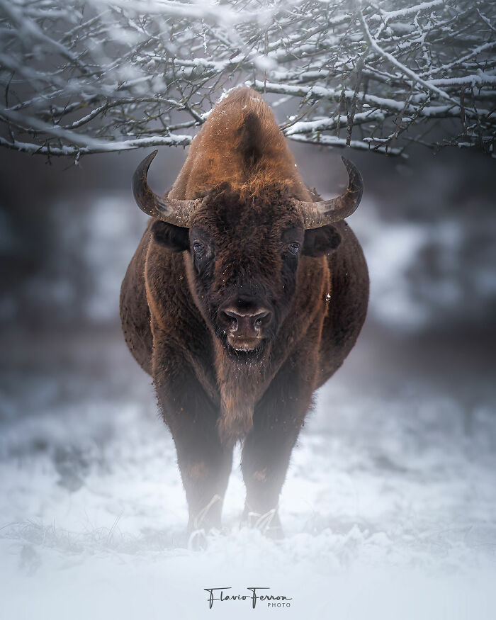 This Photographer Captured 40 Breathtaking Shots Of Wildlife