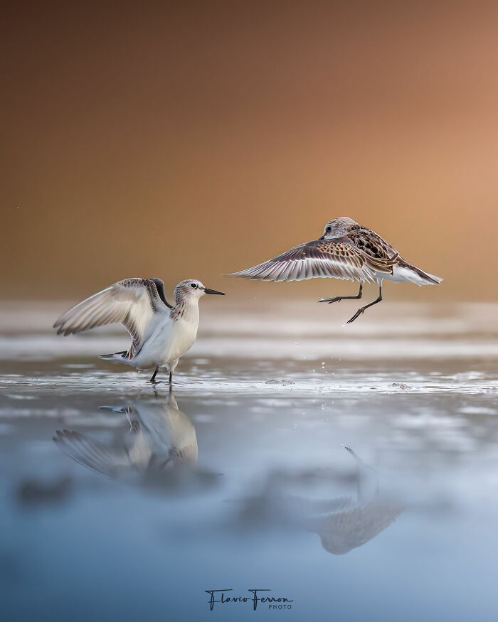 This Photographer Captured 40 Breathtaking Shots Of Wildlife