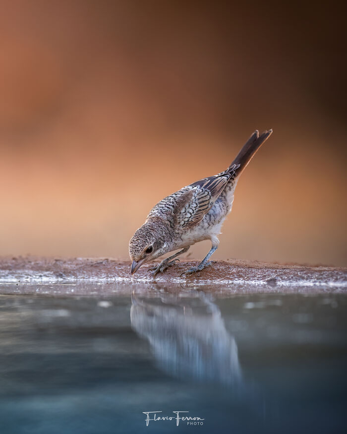 This Photographer Captured 40 Breathtaking Shots Of Wildlife