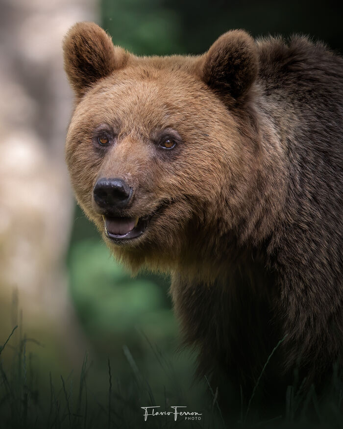 This Photographer Captured 40 Breathtaking Shots Of Wildlife
