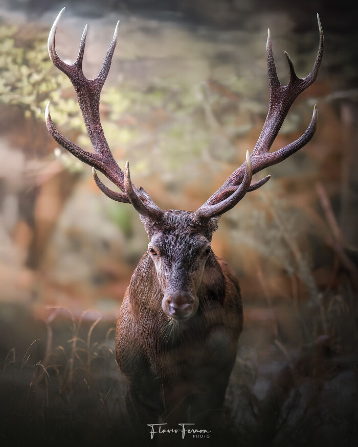 This Photographer Captured 40 Breathtaking Shots Of Wildlife