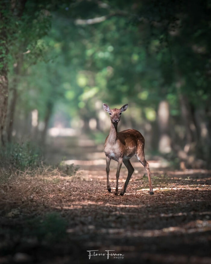 This Photographer Captured 40 Breathtaking Shots Of Wildlife