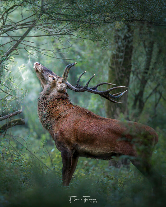 This Photographer Captured 40 Breathtaking Shots Of Wildlife