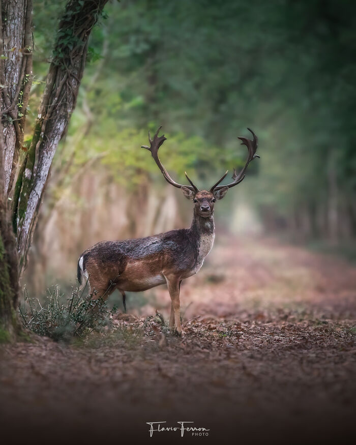 This Photographer Captured 40 Breathtaking Shots Of Wildlife