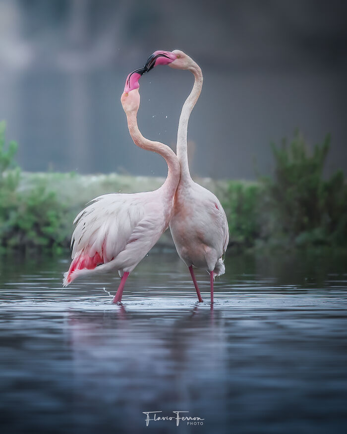 This Photographer Captured 40 Breathtaking Shots Of Wildlife