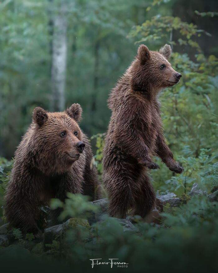 This Photographer Captured 40 Breathtaking Shots Of Wildlife