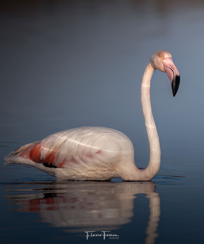 This Photographer Captured 40 Breathtaking Shots Of Wildlife