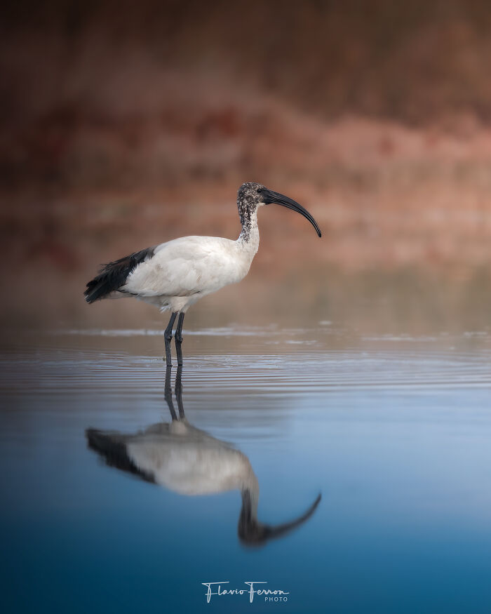 This Photographer Captured 40 Breathtaking Shots Of Wildlife