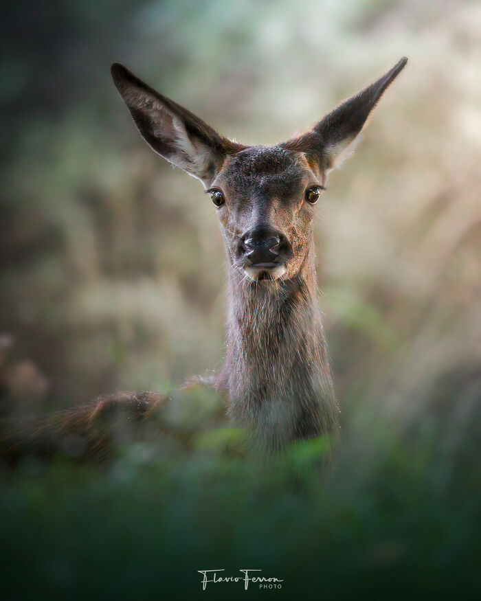 This Photographer Captured 40 Breathtaking Shots Of Wildlife