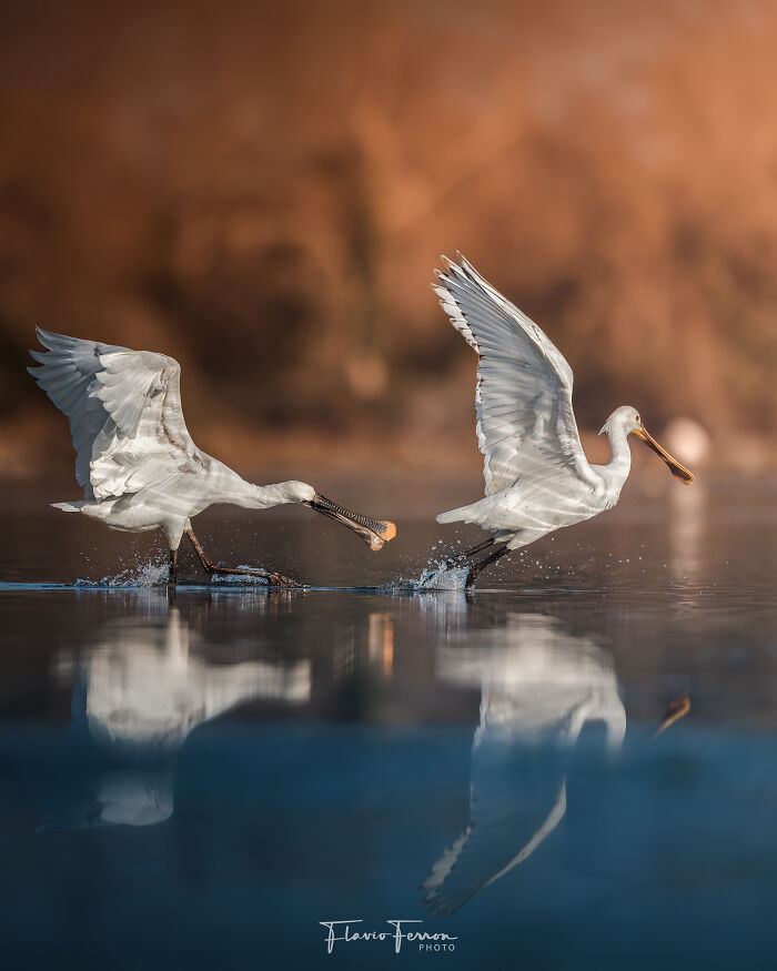 This Photographer Captured 40 Breathtaking Shots Of Wildlife