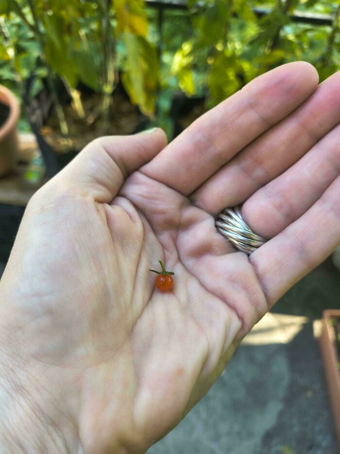 “What Is This, A Tomato For Ants?”: 114 Times Mother Nature Decided To Play A Joke On Gardeners (New Pics)