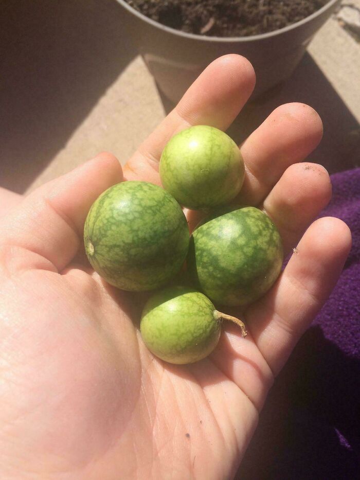 “What Is This, A Tomato For Ants?”: 114 Times Mother Nature Decided To Play A Joke On Gardeners (New Pics)