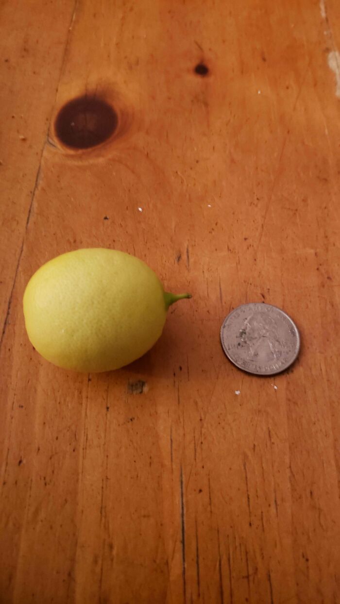 “What Is This, A Tomato For Ants?”: 114 Times Mother Nature Decided To Play A Joke On Gardeners (New Pics)