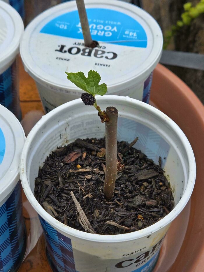 “What Is This, A Tomato For Ants?”: 114 Times Mother Nature Decided To Play A Joke On Gardeners (New Pics)
