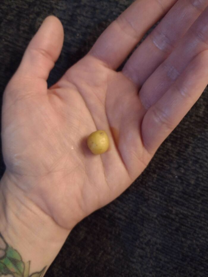 “What Is This, A Tomato For Ants?”: 114 Times Mother Nature Decided To Play A Joke On Gardeners (New Pics)