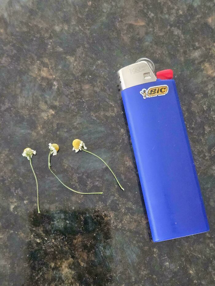 “What Is This, A Tomato For Ants?”: 114 Times Mother Nature Decided To Play A Joke On Gardeners (New Pics)