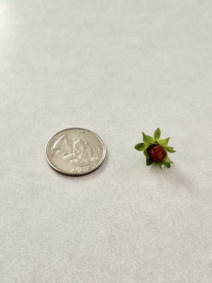 “What Is This, A Tomato For Ants?”: 114 Times Mother Nature Decided To Play A Joke On Gardeners (New Pics)