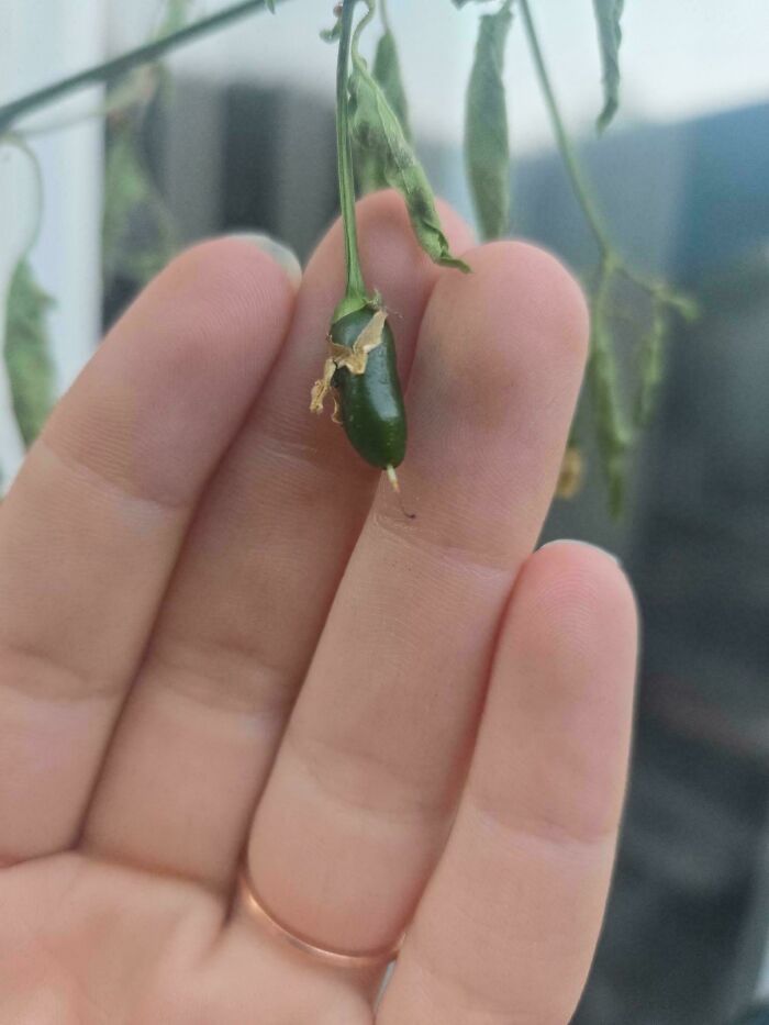 “What Is This, A Tomato For Ants?”: 114 Times Mother Nature Decided To Play A Joke On Gardeners (New Pics)
