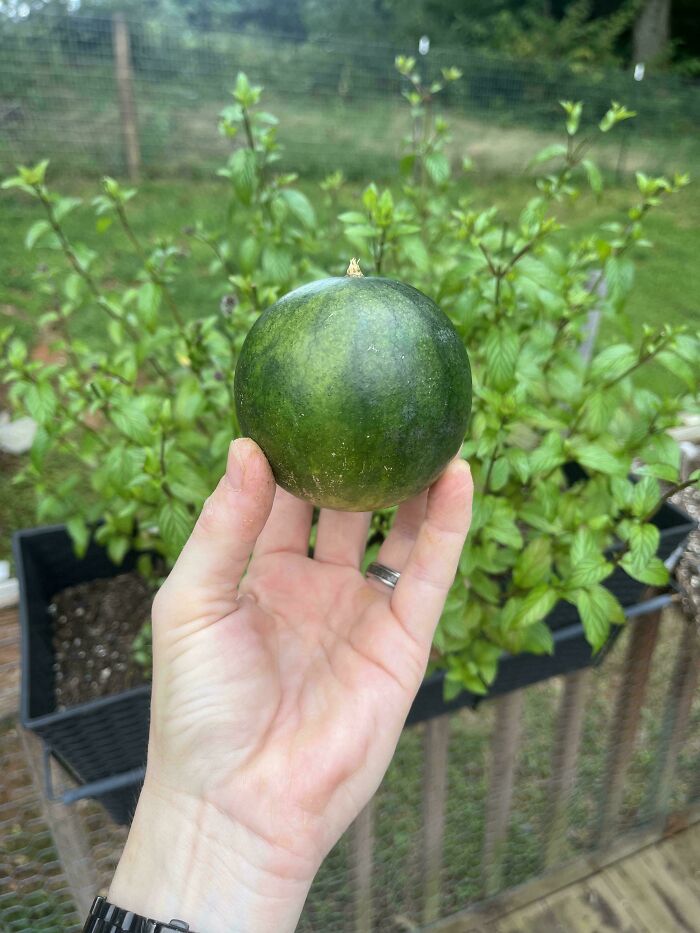 “What Is This, A Tomato For Ants?”: 114 Times Mother Nature Decided To Play A Joke On Gardeners (New Pics)