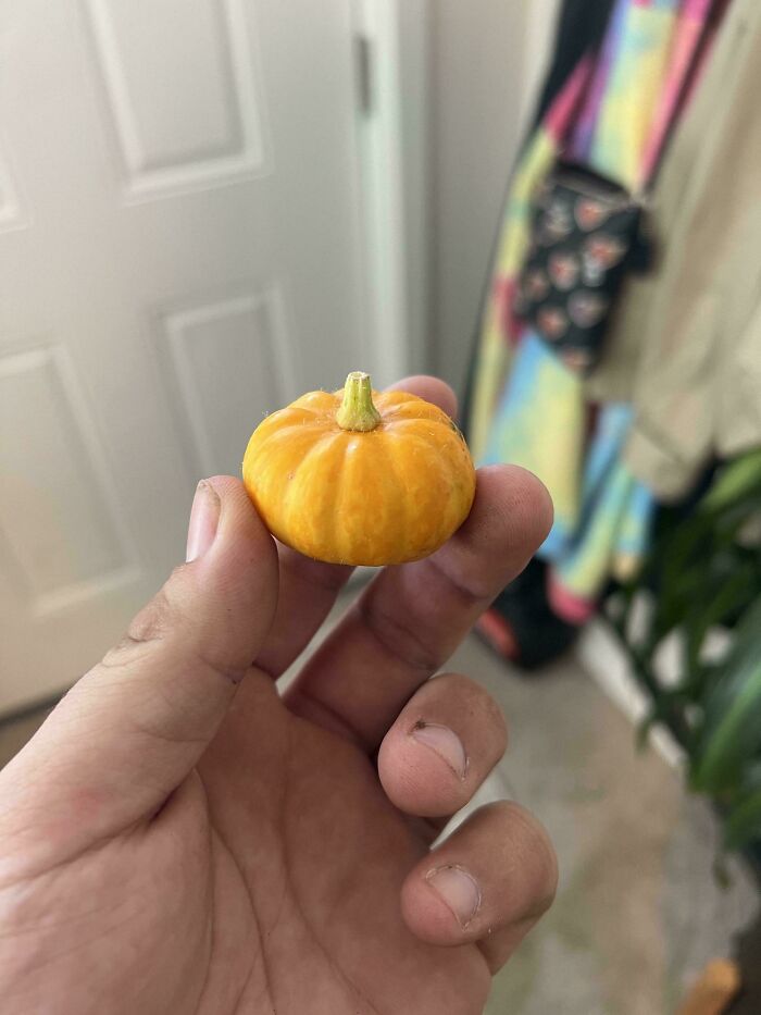“What Is This, A Tomato For Ants?”: 114 Times Mother Nature Decided To Play A Joke On Gardeners (New Pics)