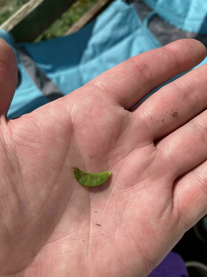 “What Is This, A Tomato For Ants?”: 114 Times Mother Nature Decided To Play A Joke On Gardeners (New Pics)