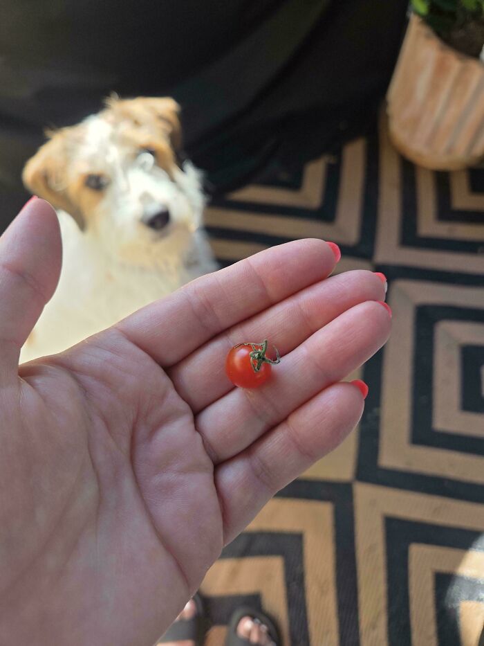 “What Is This, A Tomato For Ants?”: 114 Times Mother Nature Decided To Play A Joke On Gardeners (New Pics)