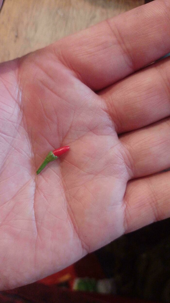 “What Is This, A Tomato For Ants?”: 114 Times Mother Nature Decided To Play A Joke On Gardeners (New Pics)