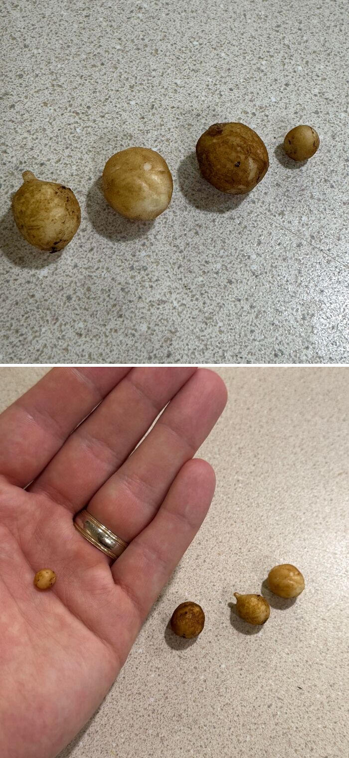 “What Is This, A Tomato For Ants?”: 114 Times Mother Nature Decided To Play A Joke On Gardeners (New Pics)