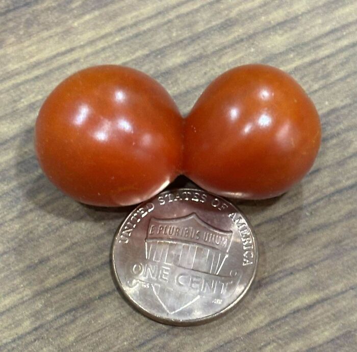 “What Is This, A Tomato For Ants?”: 114 Times Mother Nature Decided To Play A Joke On Gardeners (New Pics)