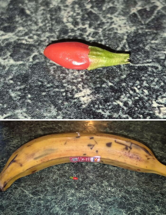 “What Is This, A Tomato For Ants?”: 114 Times Mother Nature Decided To Play A Joke On Gardeners (New Pics)