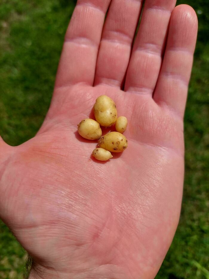“What Is This, A Tomato For Ants?”: 114 Times Mother Nature Decided To Play A Joke On Gardeners (New Pics)