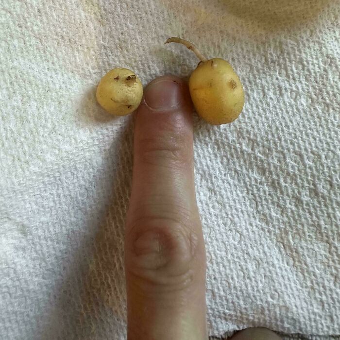 “What Is This, A Tomato For Ants?”: 114 Times Mother Nature Decided To Play A Joke On Gardeners (New Pics)