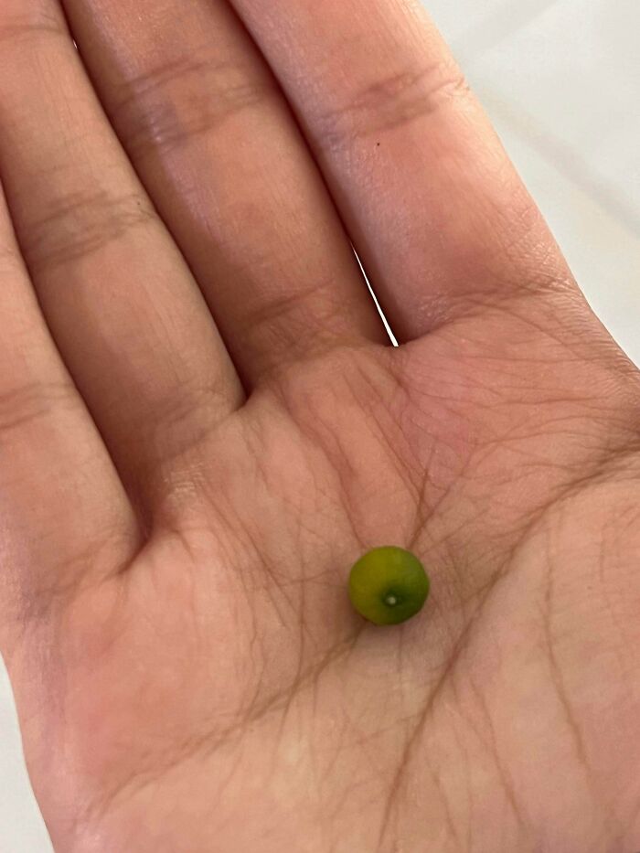 “What Is This, A Tomato For Ants?”: 114 Times Mother Nature Decided To Play A Joke On Gardeners (New Pics)